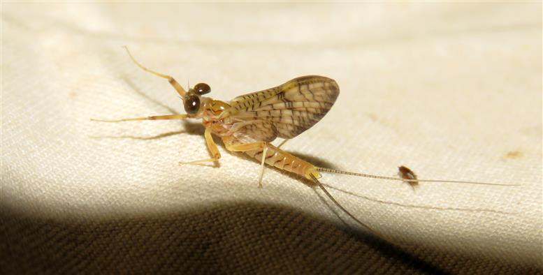 Heptageniidae: Ecdyonurus sp.
